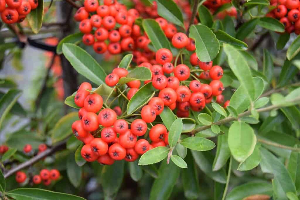 Pyracantha Dart's Red ('Interrada') <span class="hidden specialOffer"></span> 40-60 cm